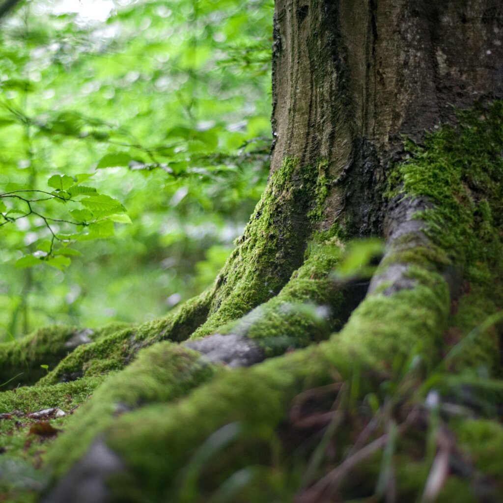 Win & Winnow, una compañía de traducción con neutralidad de carbono: foto de árbol en bosque Picture of a tree in a forest 