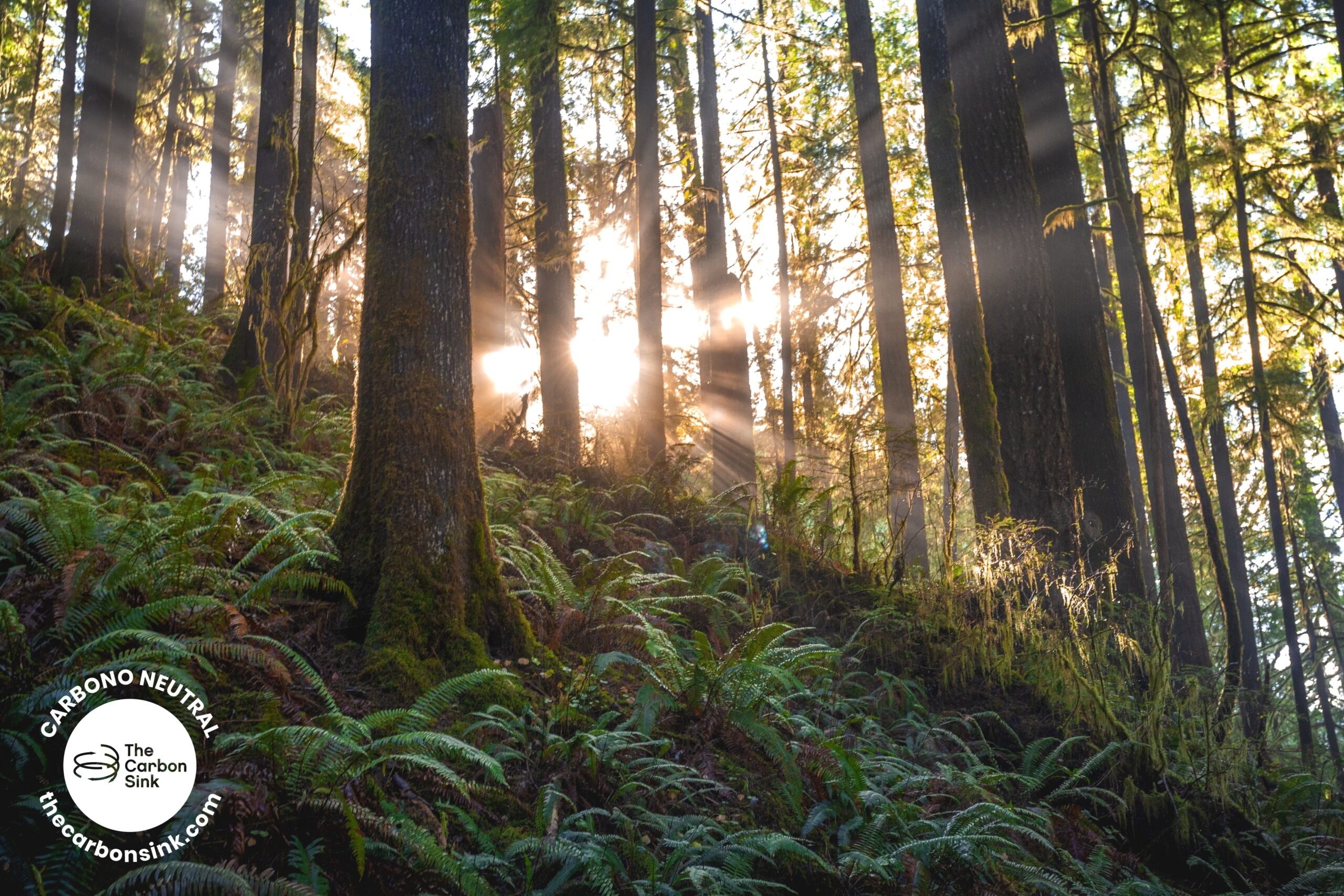 Win & Winnow renewed its carbon-neutral certification